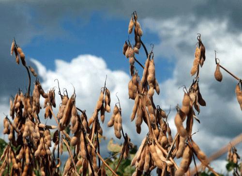 草甘膦被禁用，巴西大豆有新挑战_国际货运_旭洲物流