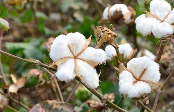 布基纳法索2019年棉花出口量有望创新高_国际货运_旭洲物流