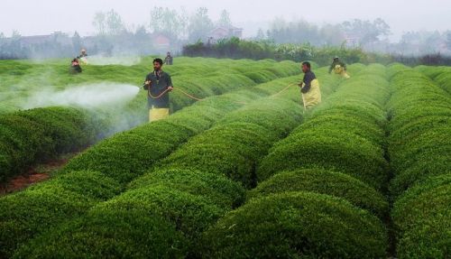 相同原药、制剂认定规范细节归纳（一）