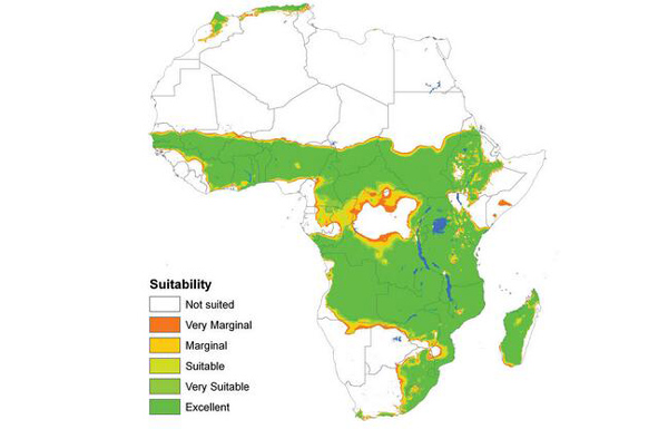非洲大豆产业分析