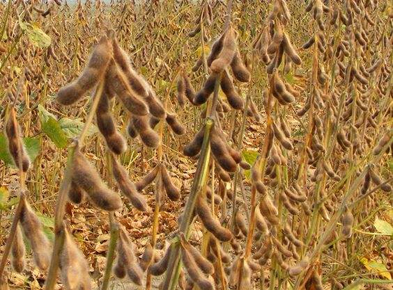 尼日利亚大豆短缺，出口相关产品到尼日利亚需要什么证书