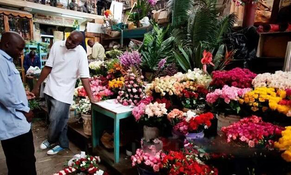 肯尼亚花卉在中国市场情况_国际货运_旭洲物流