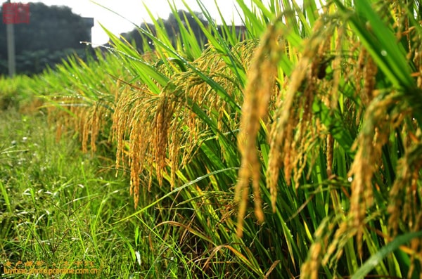 加纳将停止进口大米以促进当地农业发展