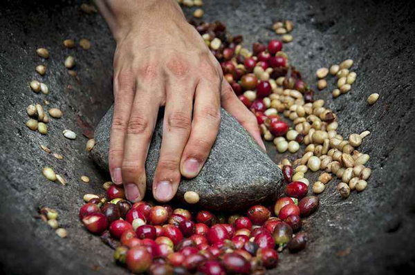 阿尔及利亚84%的咖啡品牌不符合相关质量标准