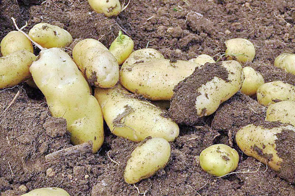 肯尼亚土豆生产或将成为非洲第一