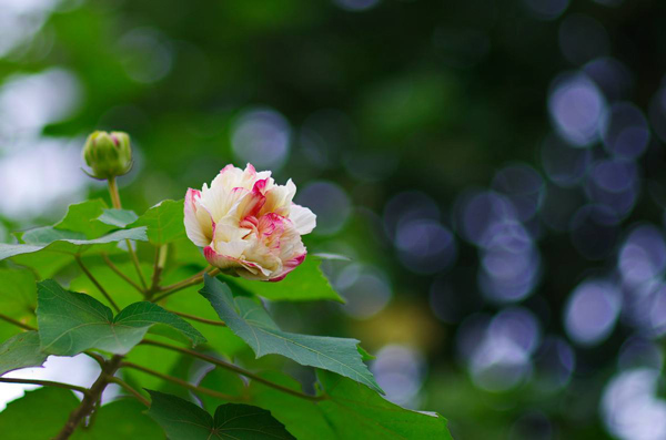 尼日利亚花果蔬菜市场情况