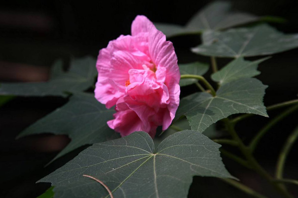 尼日利亚花果蔬菜市场情况