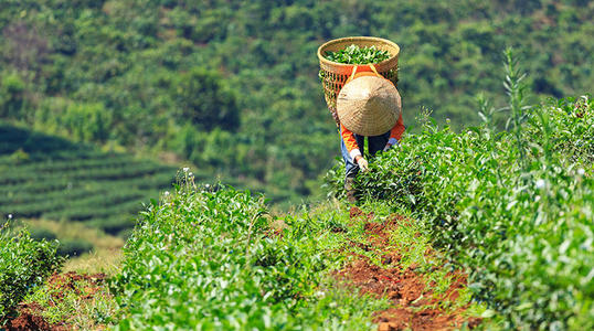 卢旺达茶业有机遇也有挑战