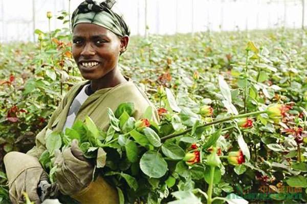 非洲农业发展不仅是中非关系的纽带