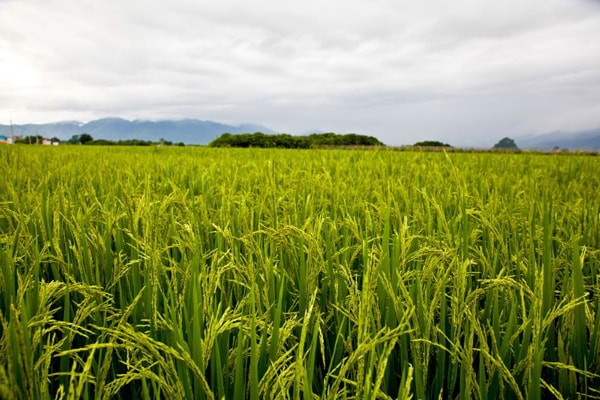 科特迪瓦表示2025实现大米自给自足