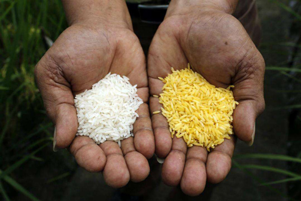 肯尼亚3/4的大米都来自进口