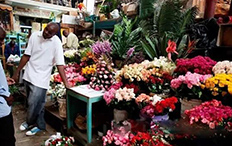 肯尼亚花卉在中国市场情况_国际货运_旭洲物流